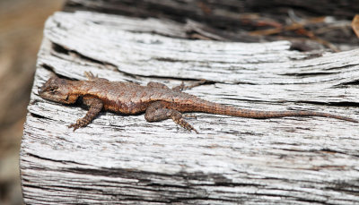 Northern Fence Lizard - Sceloporus undulatus hyacinthinus