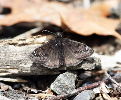 Horaces Duskywing - Erynnis horatius