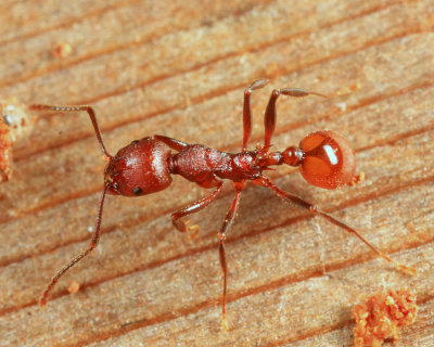 Aphaenogaster tennesseensis