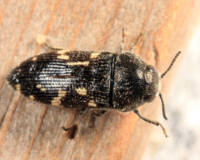 Acmaeodera tubulus