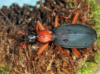 Ground Beetles - Tribe Galeritini