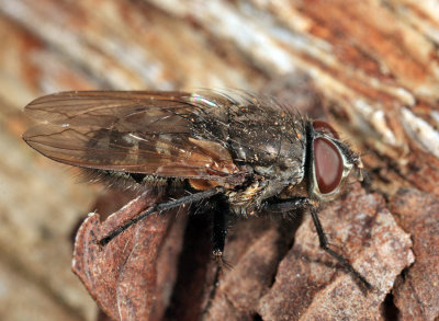 Pollenia labialis