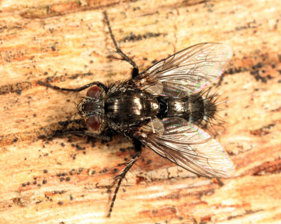 Cyrtophleba nitida