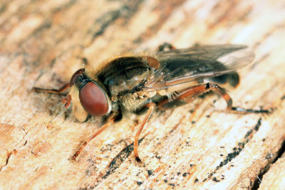 Anasimyia bilinearis