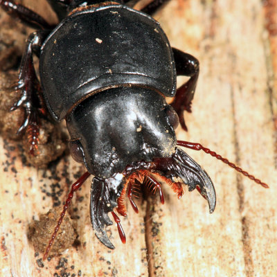 Big-headed Ground Beetle - Scarites subterraneus