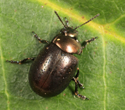 St. Johnswort Beetle - Chrysolina hyperici