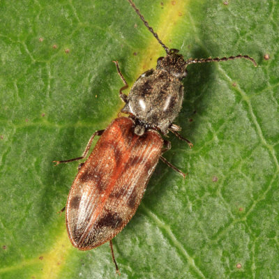 Three-spotted Click Beetle - Pseudanostirus triundulatus