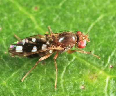 Flies - Diastatidae