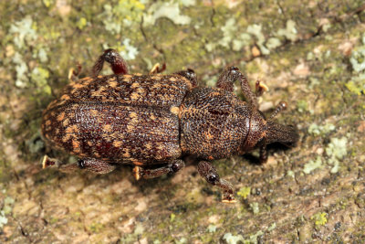 Pales Weevil - Hylobius pales