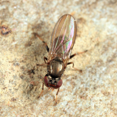 Aulacigaster neoleucopeza