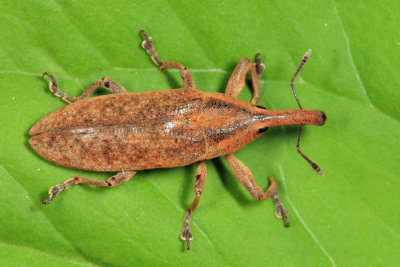 Lixus concavus