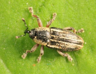 Barinus cribricollis