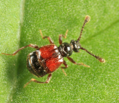 Rybaxis sp.