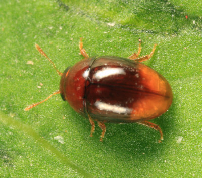 Stilbus apicalis