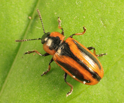 Prasocuris vittata