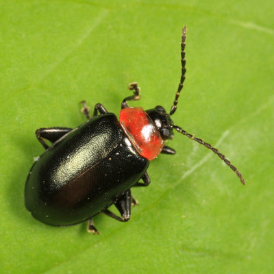 Spinach Flea Beetle - Disonycha xanthomelas