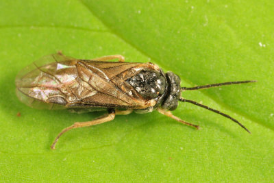 Paracharactus niger 