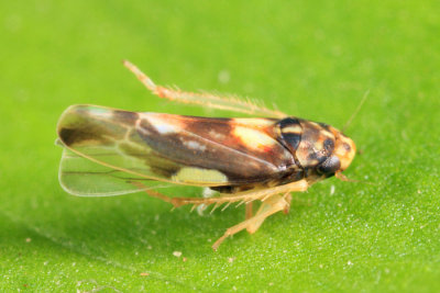 Leafhoppers genus Rossmoneura