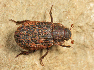 Trox aequalis