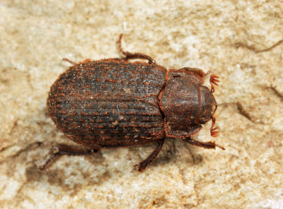 Trox aequalis