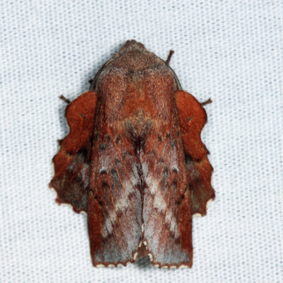 7687 - American Lappet Moth - Phyllodesma americana