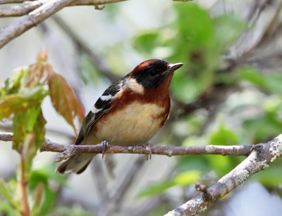 Bay-Breasted Warbler - Setophaga castanea