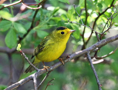 Wilson's Warbler - Cardellina pusilla