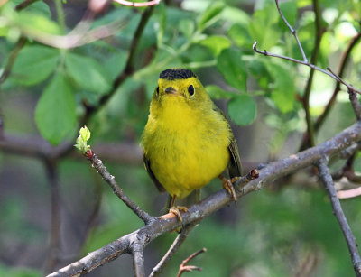 Wilson's Warbler - Cardellina pusilla