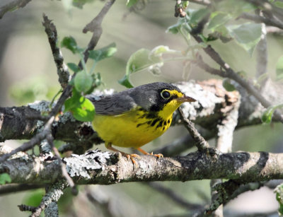 Canada Warbler - Cardellina canadensis