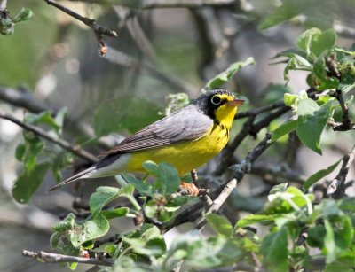 Canada Warbler - Cardellina canadensis