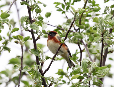 Bay-Breasted Warbler - Setophaga castanea