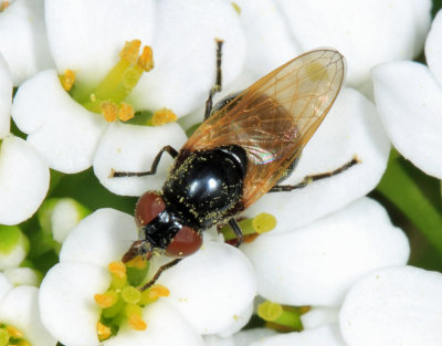 Cheilosia sp.