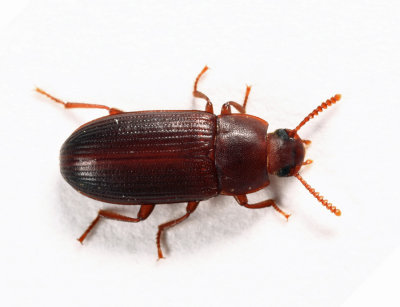 Larger Black Flour Beetle - Cynaeus angustus