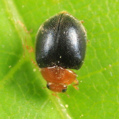 Scymnus cervicalis 