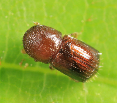 Alnus Ambrosia Beetle - Xylosandrus germanus