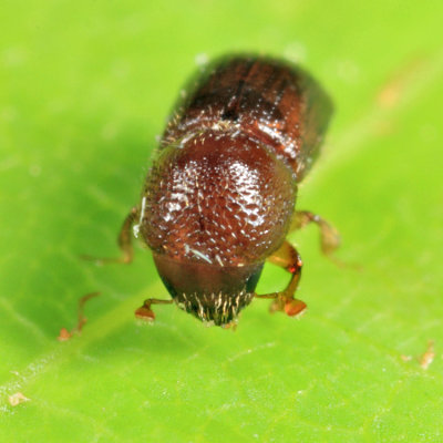 Alnus Ambrosia Beetle - Xylosandrus germanus