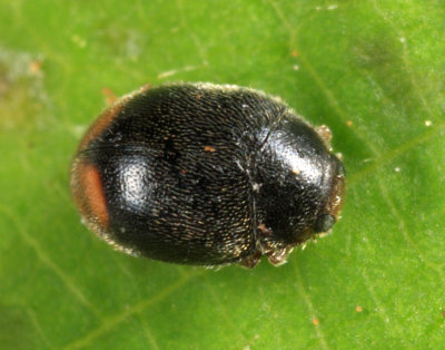 Scymnus fraternus or brullei