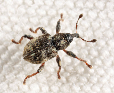 Duckweed Weevil - Tanysphyrus lemnae