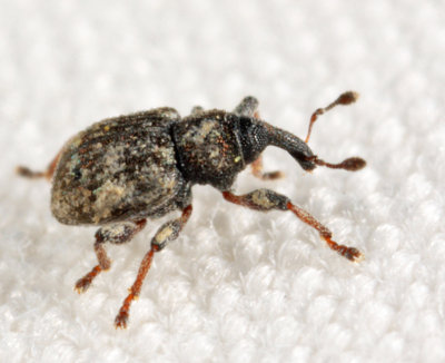 Duckweed Weevil - Tanysphyrus lemnae