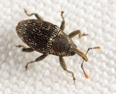 Catapastus conspersus