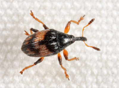 Straight-snout Weevils - Subfamily Nanophyinae