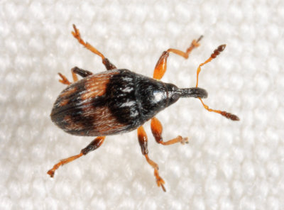 Flower Bud Weevil - Nanophyes marmoratus