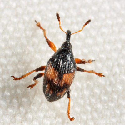 Flower Bud Weevil - Nanophyes marmoratus