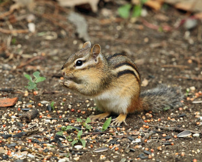 Eastern Chipmunk - Tamias striatus