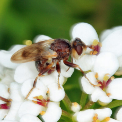 Myopa vesiculosa