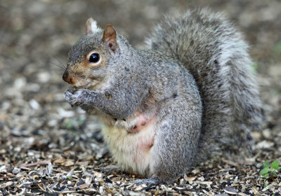 Eastern Gray Squirrel - Sciurus carolinensis