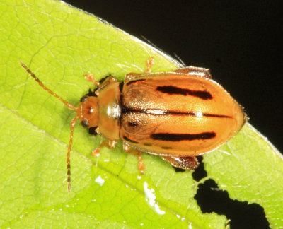 Capraita subvittata