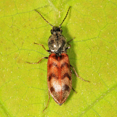 Three-spotted Click Beetle - Pseudanostirus triundulatus