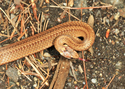 Northern Red-bellied Snake - Storeria occipitomaculata occipitomaculata