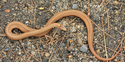 Northern Red-bellied Snake - Storeria occipitomaculata occipitomaculata